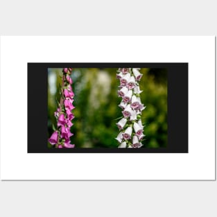 Purple and white foxgloves Posters and Art